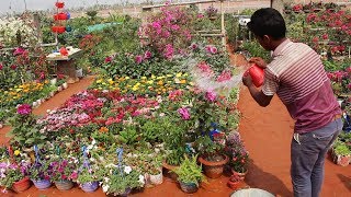 Amazing Nursery Beside on the Road of Dhaka - Beautiful Flowers Garden with Fruits Tree - Satrong