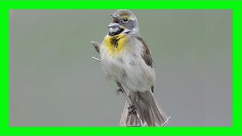 Dickcissel Bird Song, Sound, Call, Chirp, Voice - Arrocero Americano Canto - Spiza Americana