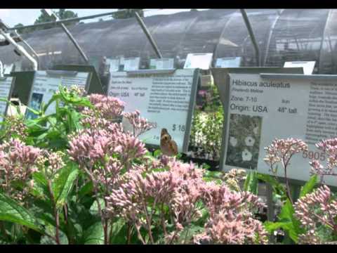 Plant Delight Nursery You Plant Delight Nursery