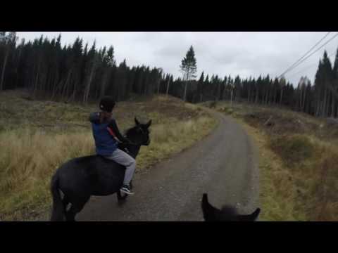 Video: Forskellen Mellem æsel Og Muldyr