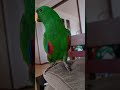 Eclectus parrot making cute noises!