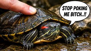 The Soft Shell Sign That Means Your Turtle Is Dying screenshot 3