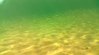Swimming with a school of American Sand Lance and juvenile lobsters. by Brooke Oland 198 views 4 years ago 40 seconds