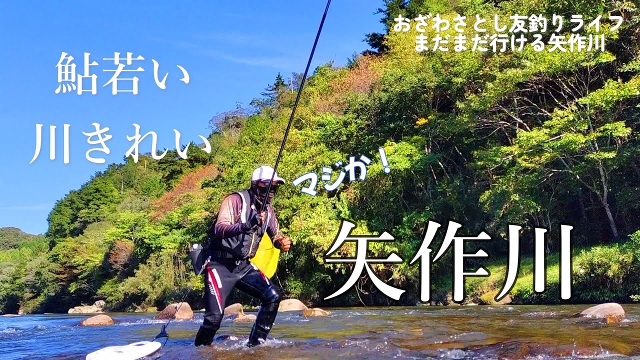 鮎友釣り 終盤でも好調！天然遡上の鮎達