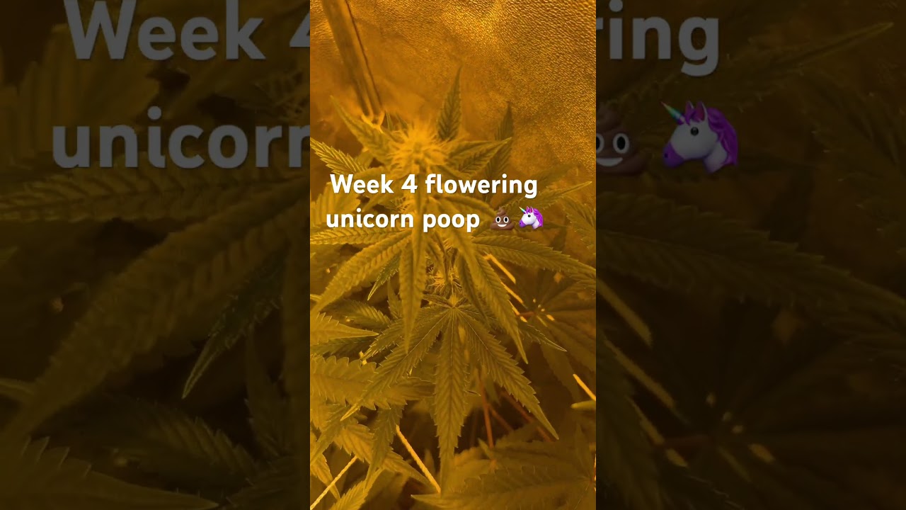 First time growing unicorn poop 🦄 photo fem seed 