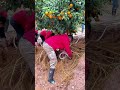 How FARMERS Use Precision Root Irrigation for BETTER Fruits 🍊