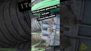 Found the reason for the fiber outage 🐭 #fiberoptics #fibersplicing #fibertechnology