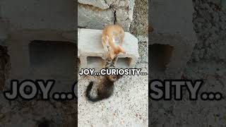 They don't... #RespectAnimals#KindnessMatters#BeKind#AnimalLove#KidsAndAnimals#Compassion #viral