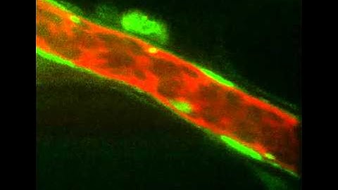Intravital Molecular Imaging