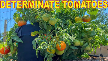4 LIES You Believe About Determinate Tomatoes: Everything You Know Is WRONG