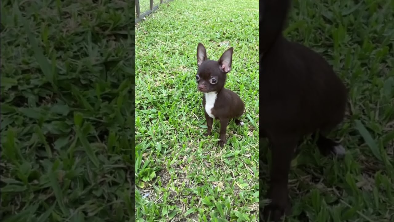Chihuahua Chocolate Pets