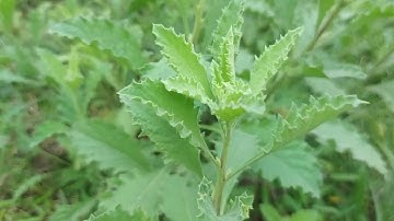 Trị sỏi thận rất hay-Bài thuốc dùng cây Từ bi