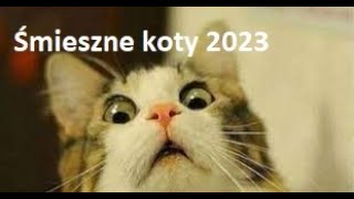 Śmieszne Koty 2023 Spróbuj się nie zaśmiać