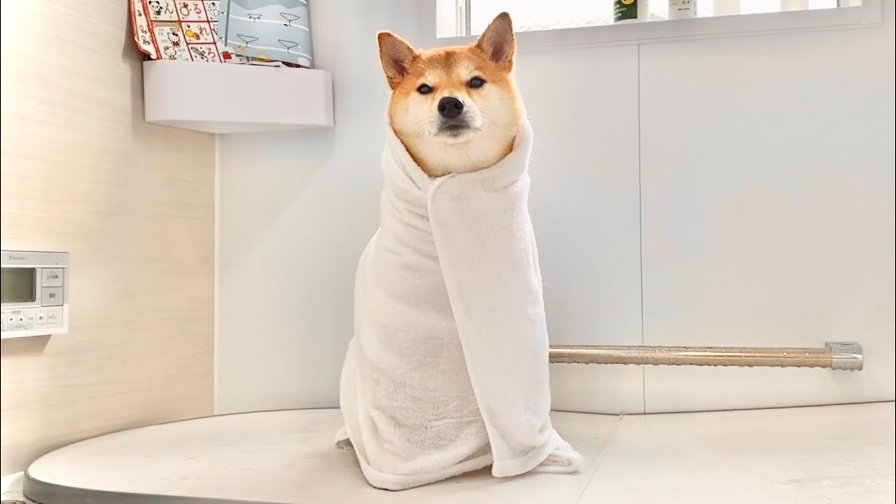 シャンプーというワードに敏感すぎる柴犬も父のテクニックには敵わない Youtube シャンプーというワードに敏感すぎる柴犬も父のテクニックには敵わない Youtube