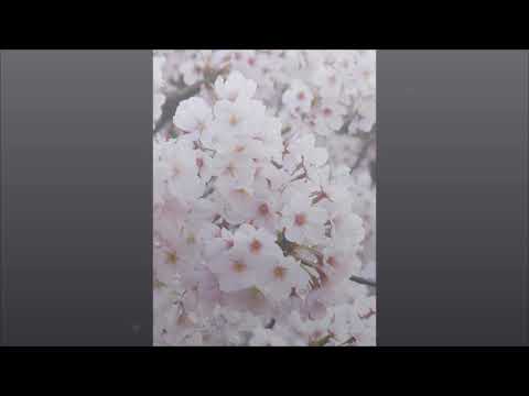 還暦記念に歌ってみました♪サクラ色