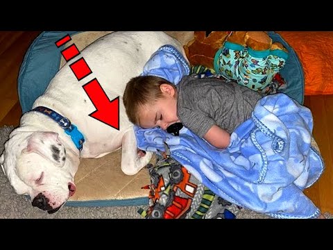 Video: Ako sa starať o malé rany vášho psa