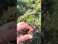 Have bud rot on your Cannabis Easy?Next steps to do BEFORE harvest #cannabiseducation #diy #neemoil