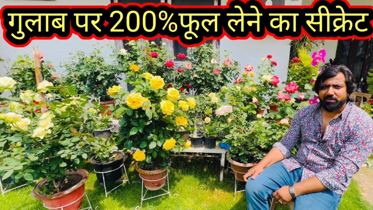 छोटे गमले में 200% गुलाब  सीक्रेट जान लो