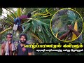 யாழ்ப்பாணமும் கள்ளும் | Jaffna Palm toddy making | பதநீர், கள்ளு எடுக்கும் நேரடி காட்சி