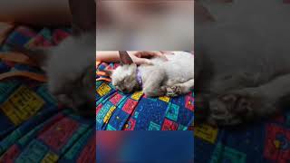#siamese #cat #1year #wasabi #ytshorts #cute #kitten