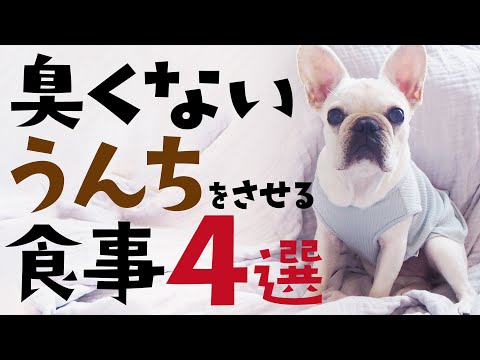 うんちが臭い子必見 どうしたら臭くないうんちになるのか 犬の食事改善レシピ4選 フレンチブルドッグ French Bulldog Puppy Youtube