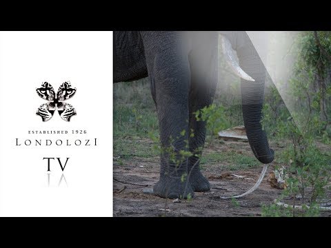 Video: Are There Elephant Graveyards? - Alternative View