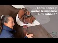 🐴Cómo poner la montura a tu caballo paso a paso🐴 Aprende a montar a caballo🐴