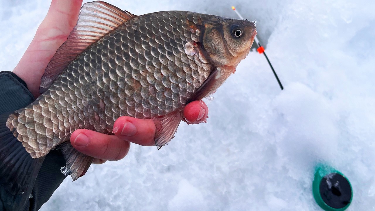 Ловля карася з криги. Дві риблки - два карасі, чи варто було їхати?