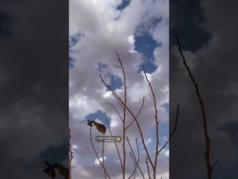 يدبر الأمر من السماء إلى الأرض ماهر المعيقلي