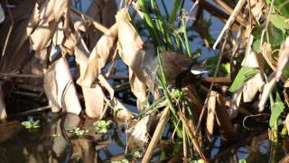 Common Moorhen Eating Plant raw clip by Sayre Nature