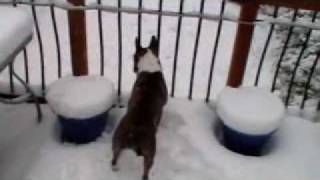 Bull Terrier Miniture In Snow