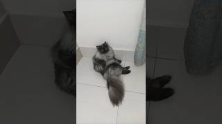 Cat Sitting Like A Human