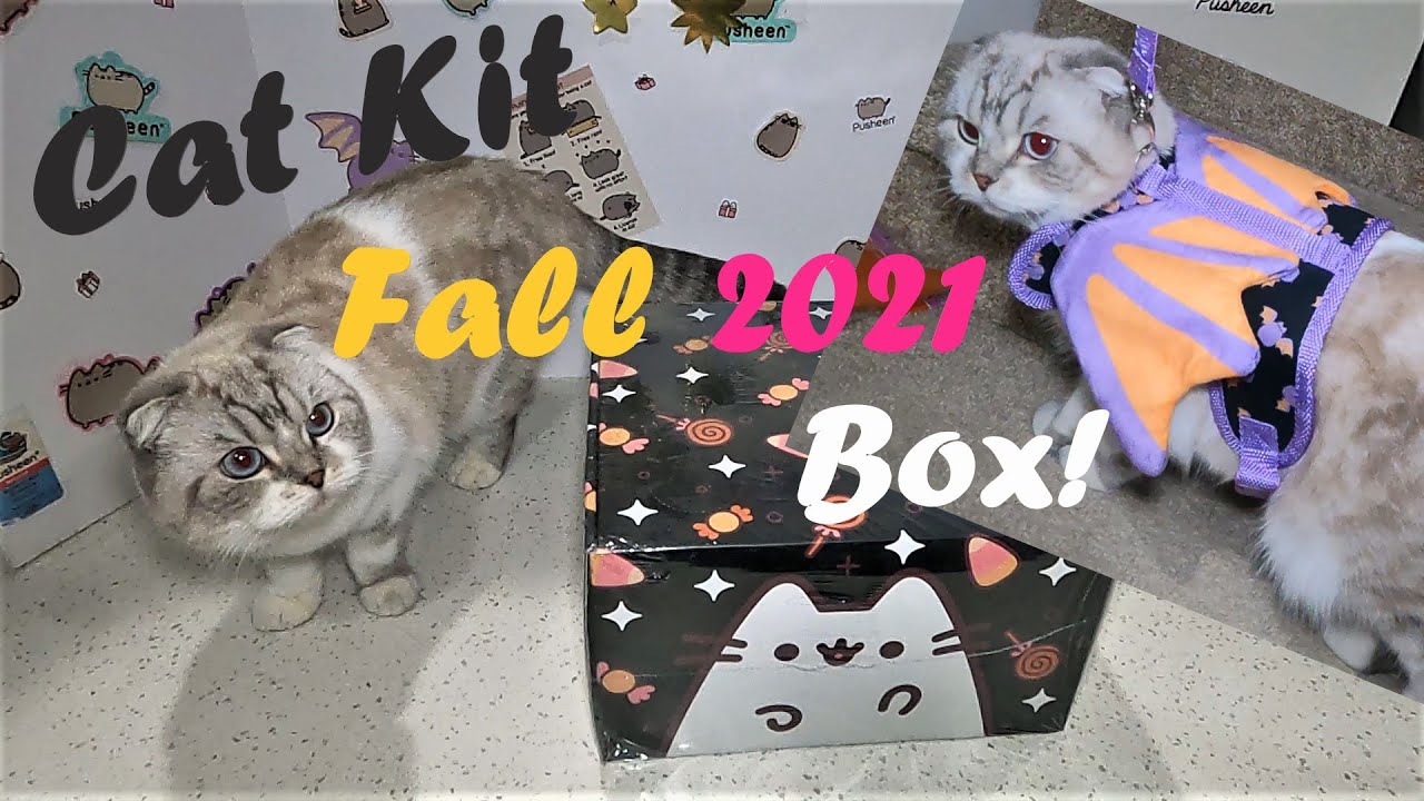 Pusheen Box  The Internet's Favorite Cat!