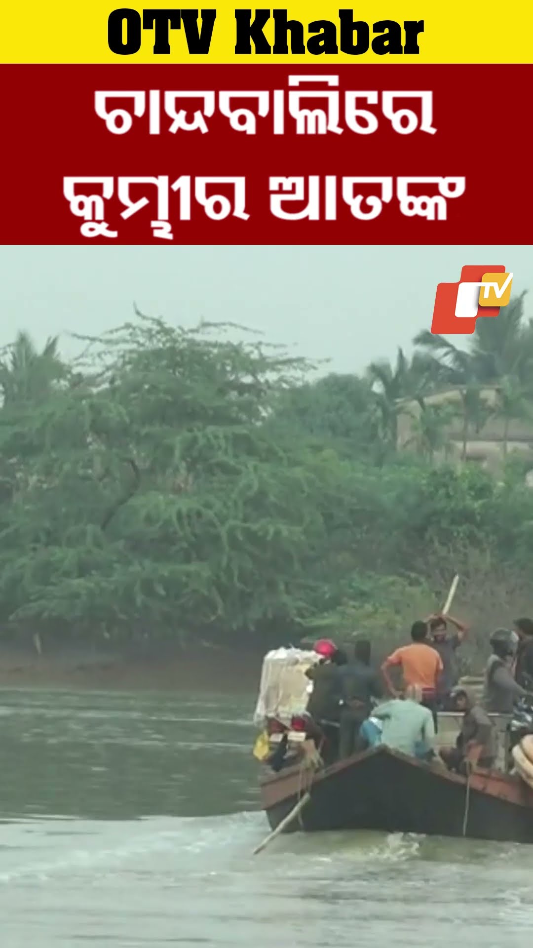 ଚାନ୍ଦବାଲି ବୈତରଣୀ ନଦୀରେ ମାଳ ମାଳ ବଉଲା କୁମ୍ଭୀର। କୁମ୍ଭୀର ଆତଙ୍କରେ ଗ୍ରାମବାସୀ  #OTV #odishaTV #Chandbali