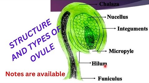 Structure and types of Ovules । Ovule का Structure तथा प्रकार।