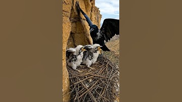 Con quạ trả giá đắt khi tấn công tổ chim ưng