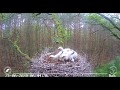 ~ Black storks - Łódź - Poland - GOSHAWK ATTACKS AND KIDNAPPING YOUNG STORKS -