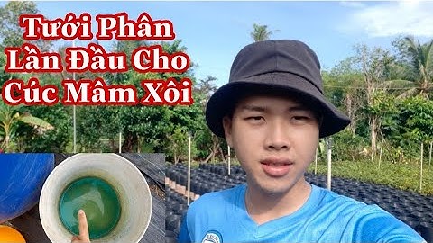 Kỹ Thuật Trồng Cúc Mâm Xôi | Tưới Phân Lần Đầu