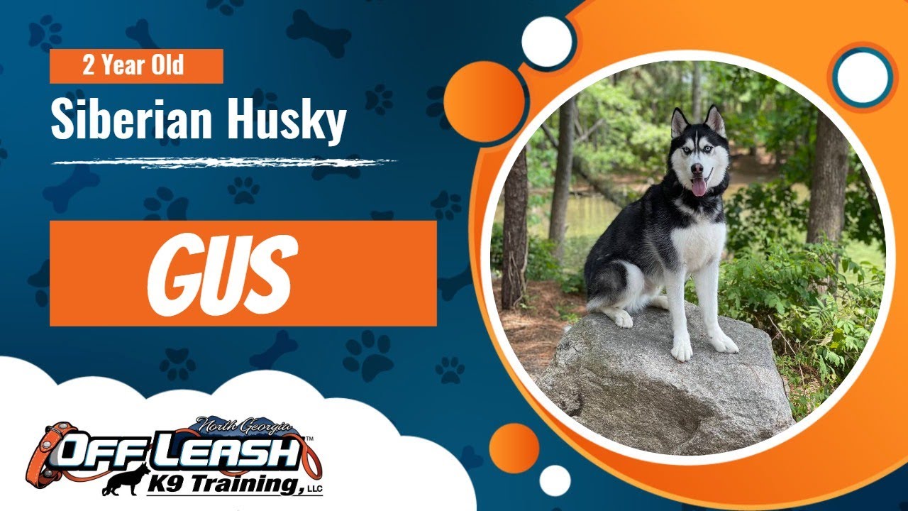 2 Year Old Siberian Husky, Gus Best North Dog Trainers YouTube