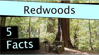 5 Random Facts about Redwoods
