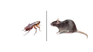 Información How to do a General Pest Inspection Guía