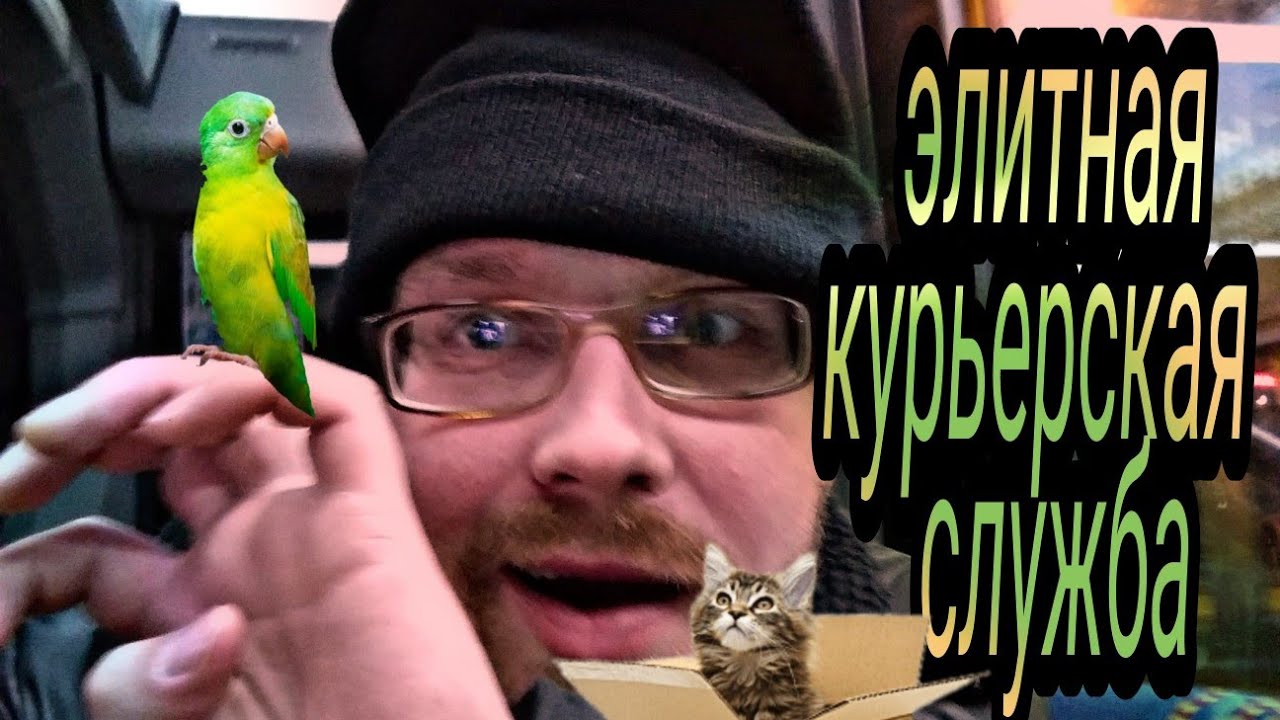 Яндекс доставка курьер через приложение яндекс про|синяя зона гарантии ...