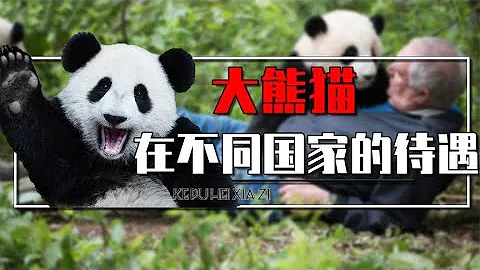 不同国家如何对待大熊猫？一方水养一方熊猫，哪一国对大熊猫最好 - 天天要闻