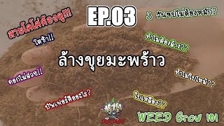 EP.03 : Weed Grow 101 - วิธีล้างขุยมะพร้าวให้ต้นกัญชาพุ่ง สายโคโค่ ต้องดู