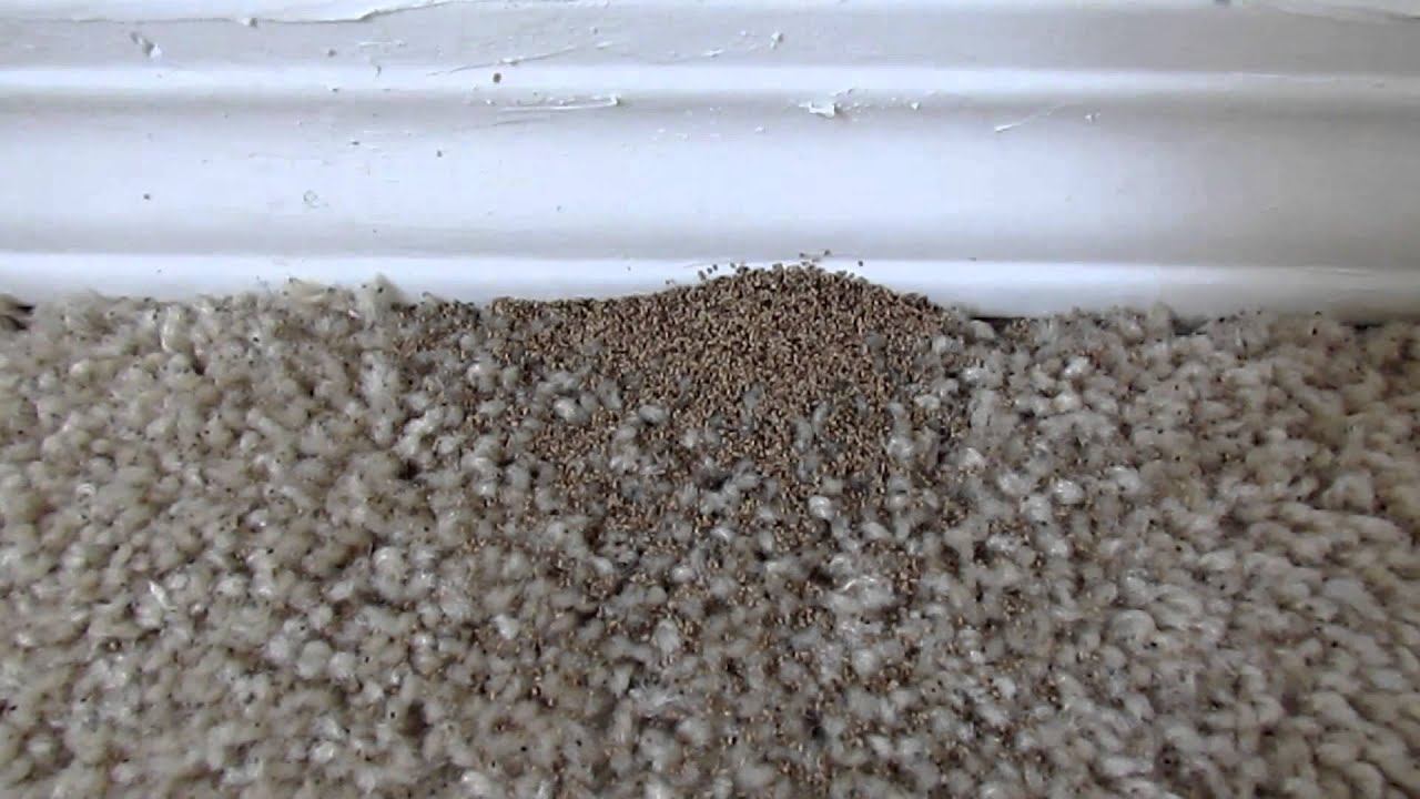 Drywood Termite Inspection - AmeriGuard Pest Defense - YouTube