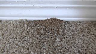 Drywood Termite Inspection  AmeriGuard Pest Defense