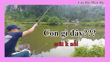 Câu Đài Miền Bắc | Câu Rô Phi Dính Ngay Em Nheo - Mãi Không Nổi - Phê Tít