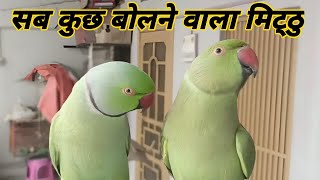 parrot talk Everything by Talking Parrot Mittu 2,132 views 9 days ago 10 minutes, 5 seconds