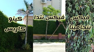 أيهم أفضل فى أسوار الحديقة Which one is better in the garden walls?