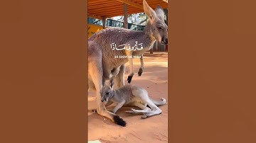 هذا خلق الله|سورة لقمان~الآية11~القارئ